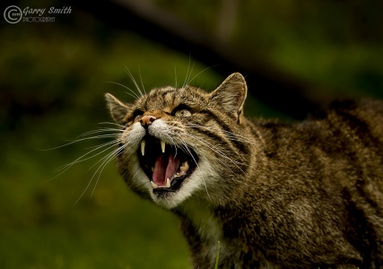 Scotish Wildcat (Felis silvestris) Garry Smith